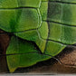 Hand-painted Leopard Bag